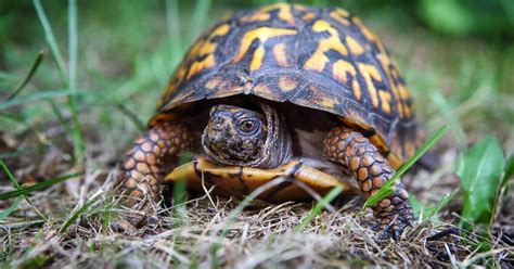 Eastern Box Turtle Care Guide All Turtles