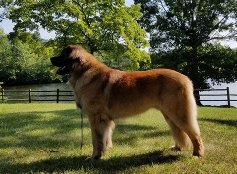 Want a puppy, but aren't sure which puppy? Leonberger price range. How much do Leonberger puppies for ...