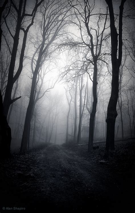 It Was Creepy Foggy This Morning Explored 1 14 2013 Mystical Forest