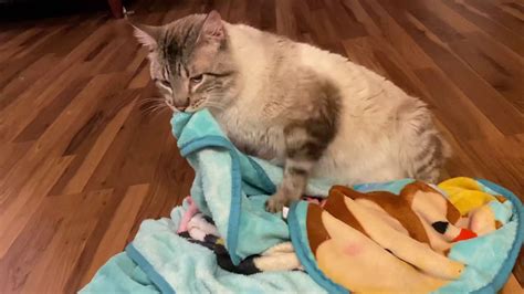 Cat Humping A Blanket Naughty Youtube