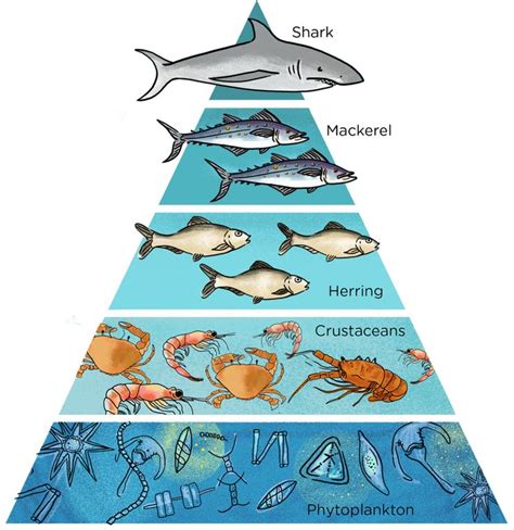 Maybe you would like to learn more about one of these? food pyramid, use to show bioaccumulation. more and less ...