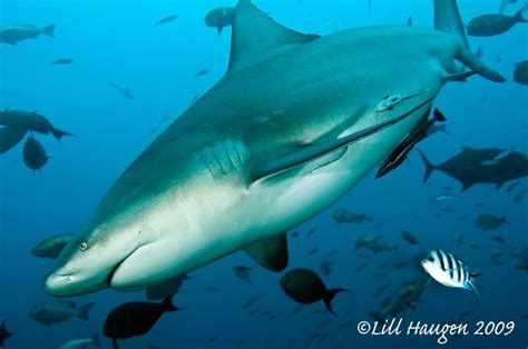 Bull Shark The Great Fiji Shark Count