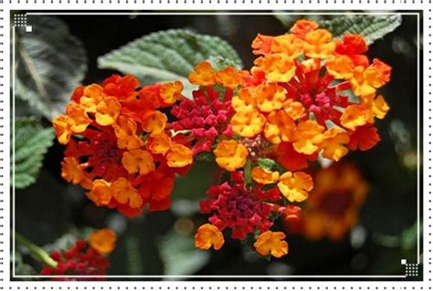 Bunga terbesar di dunia adalah titan arum. 10 Bunga Terindah di Dunia - Berita Bejo