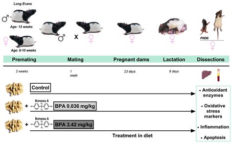 Ijms Free Full Text Low Dose Of Bpa Induces Liver Injury Through
