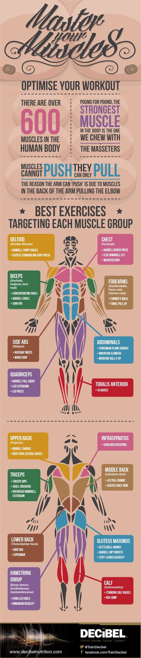 The Best Exercises For Each Muscle Group Infographic Combat Sports