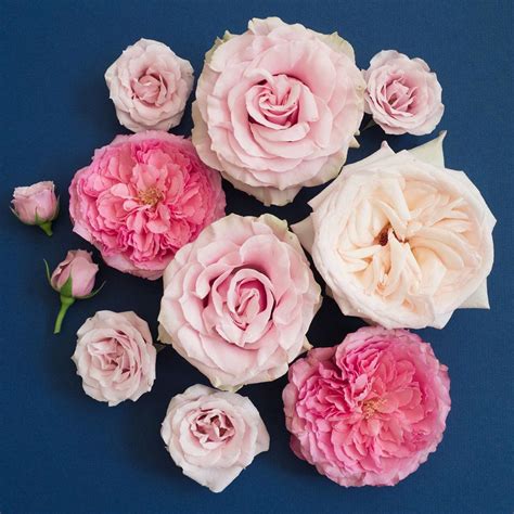 Pin On Popular Pink Rose Varieties