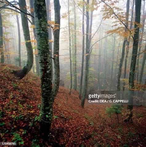 Sasso Fratino Forest Photos Et Images De Collection Getty Images