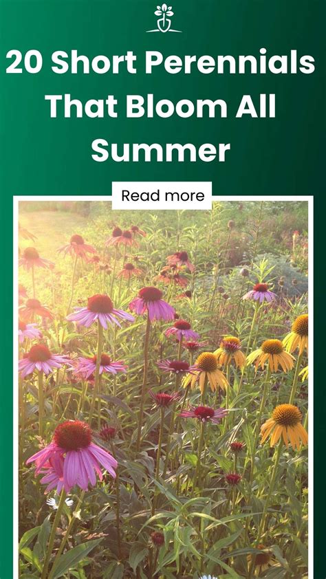 20 Short Perennials That Bloom All Summer