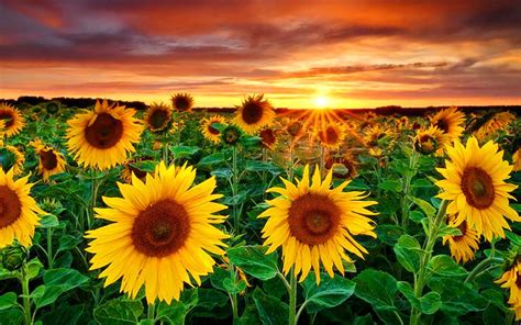 Beautiful Sunflower Field At Sunset Wallpaper For Widescreen Desktop Pc
