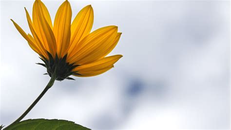 Nature Minimalistic Flowers Sunflowers Simple Background Yellow