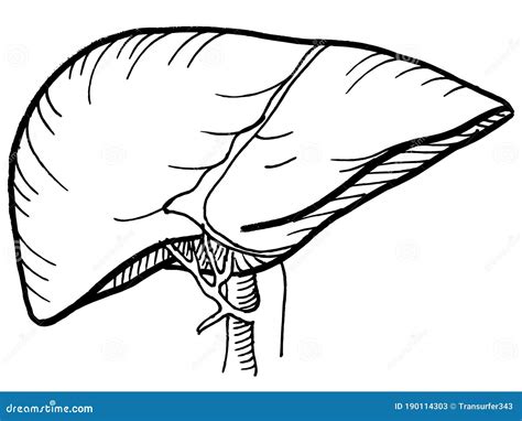Outline Liver Human Internal Organs Vector Illustration Cartoondealer
