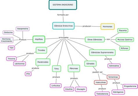 Arriba Imagen Mapa Mental Sistema Endocrino Pdf Abzlocal Mx