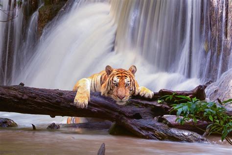 Tiger Near A Waterfall Tiger Waterfall Animals
