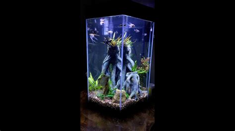 Freshwater Topfin 20 Gallon Hexagon Aquarium Aquascape Youtube