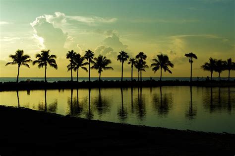 Palm Tree Reflection Photograph By Nick Jones Fine Art America