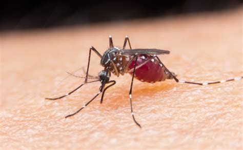 Malaria A Disease Caused By Protozoa Carried By Mosquitos Minnesota