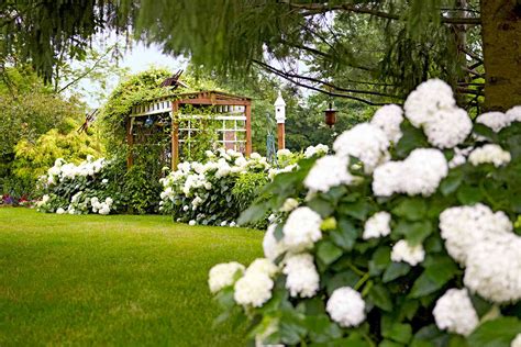 The Best White Hydrangea Varieties Better Homes And Gardens