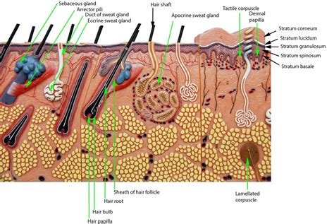 ✓ free for commercial use ✓ high quality images. Integument | Skin anatomy, Integumentary system, Anatomy models labeled
