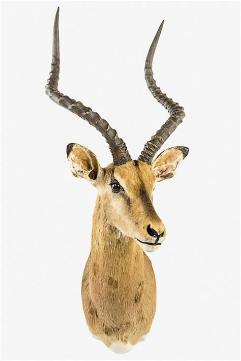 Mounted Impala Majestic Trophy Display Natural History Industry