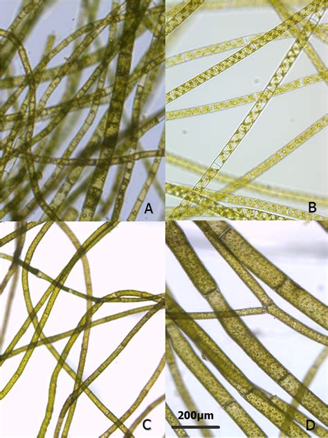 Microscopic Images Of Filamentous Algae Species Assessed In This Study