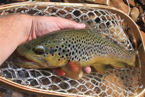 Arizona Fly Fishing The White Mountains Arizona Wanderingsarizona