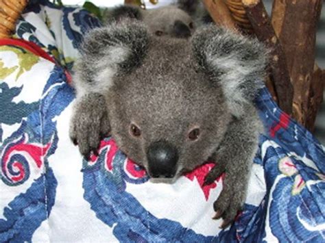 Petsjubilee Koala Twins