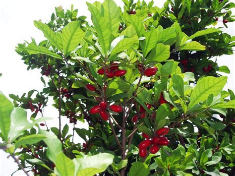 Miracle Fruit Tree Berry Plants Fruit Plants Fruit Garden Growing