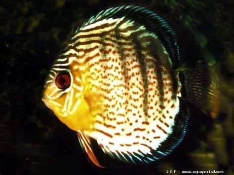 Symphysodon Tarzoo Discus Sion Sur Cette Nouvelle Espèce