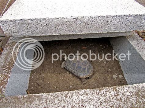 Simple Outdoor Tortoise Shelter Designs For Littleyoung Tortoises