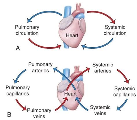 Pulmonary And Systemic Circulation Diagram Quizlet