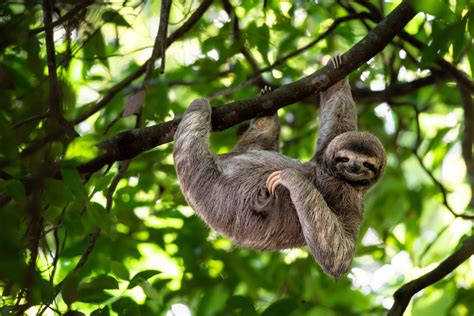Short Guide To Costa Ricas Sloths Travel Talk