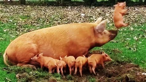 Adorable Piglet Proves Pigs Might Just Fly After Mother Launches Her