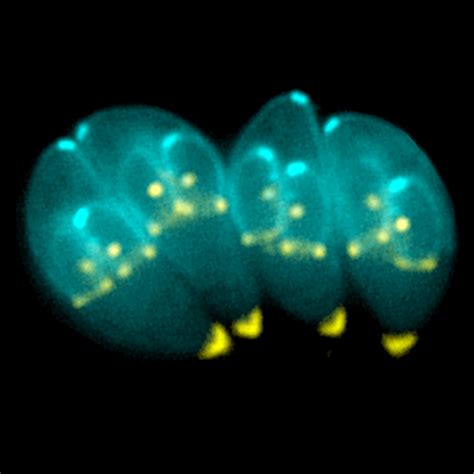 Researchers Develop Model Of Toxoplasmosis Evolution