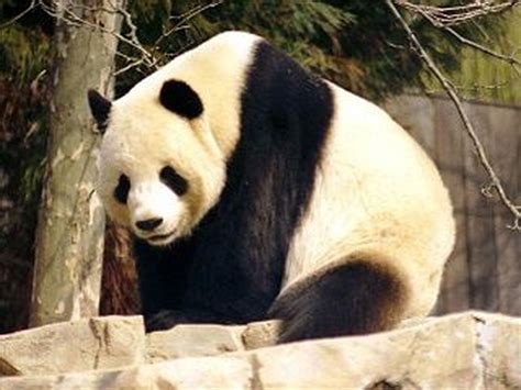 Atlanta Zoo Panda Lun Lun Delivers Twins