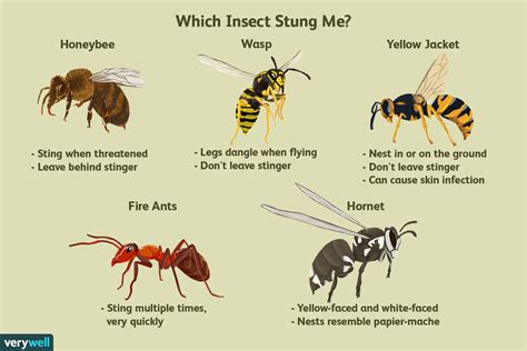 How To Figure Out Which Insect Stung You