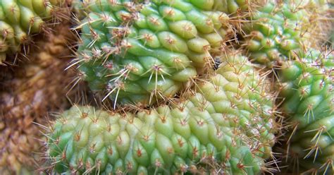 Oregon Cactus Blog Oroya Borchersii Crest