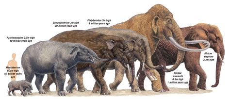 extinct elephant species - Google Search | Ancient animals, Prehistoric