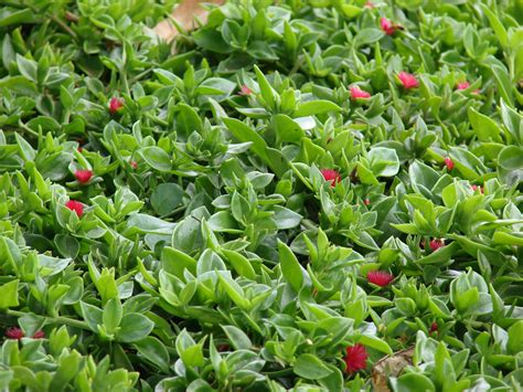 Aptenia Cordifolia Ground Cover Easy Drought Tolerant Ground Cover