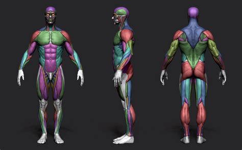 Anatomy Male Tool Reference For Artists On Cubebrush Co In