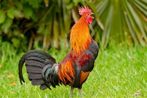 Roosters Crowing Why How Loud When And More 2023