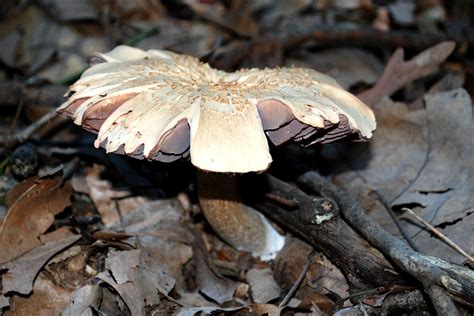 An organism, often a bacterium or fungus, that feeds on and breaks down dead plant or animal matter, thus making organic. EduPic Fungi Images