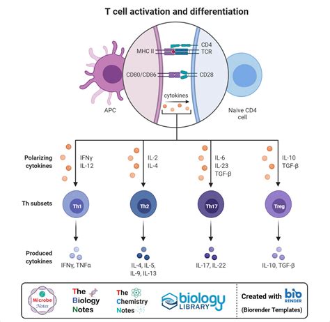 T Cell Activation Diagram