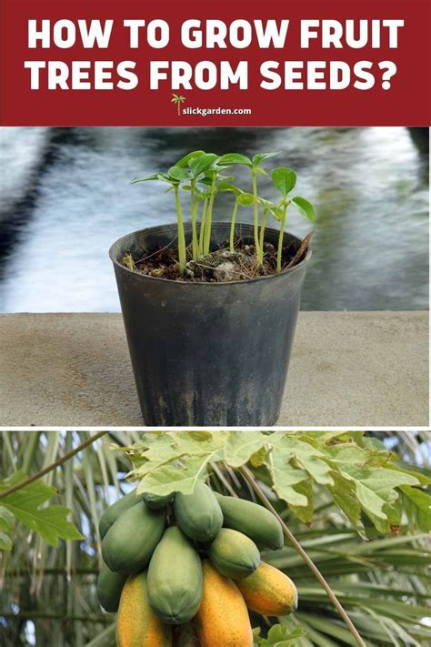 How To Grow Fruit Trees From Seeds In 2023 Fruit Trees Growing