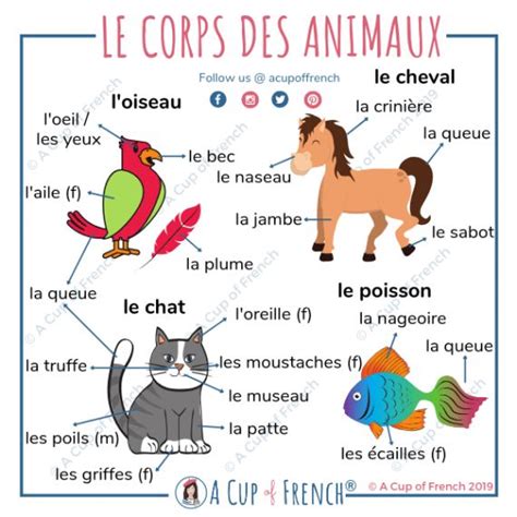 Le Corps Des Animaux 🐾 A Cup Of French French Flashcards French