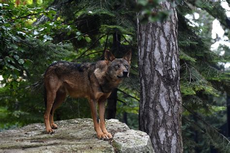 Iberian Wolf Canis Lupus Signatus Zoochat