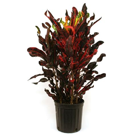 There are a number of calathea varieties available; I was curious to know if corn plants ever come with red/purple foliage. | The Home Depot Community