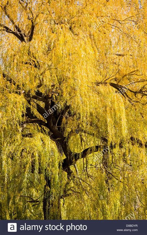 Weeping Willow Trees High Resolution Stock Photography And Images Alamy