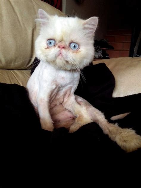 Sour Faced Hairless Persian Cat Has Finally Found A New Home Metro News