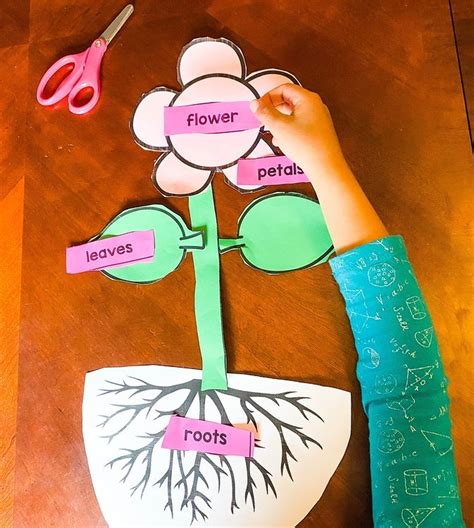 Flower Science Experiments And Parts Of A Flower Activities Lessons For