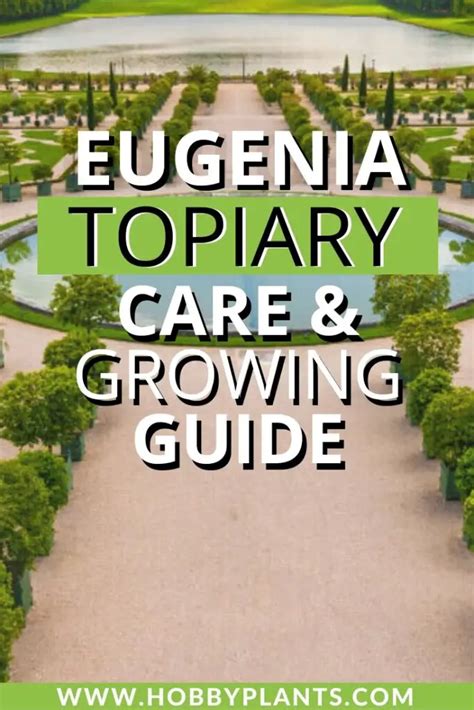 Eugenia Topiary Care And Growing Guide Hobby Plants